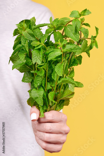 Fresh green mint leaves in hand, isolated on yellow background.