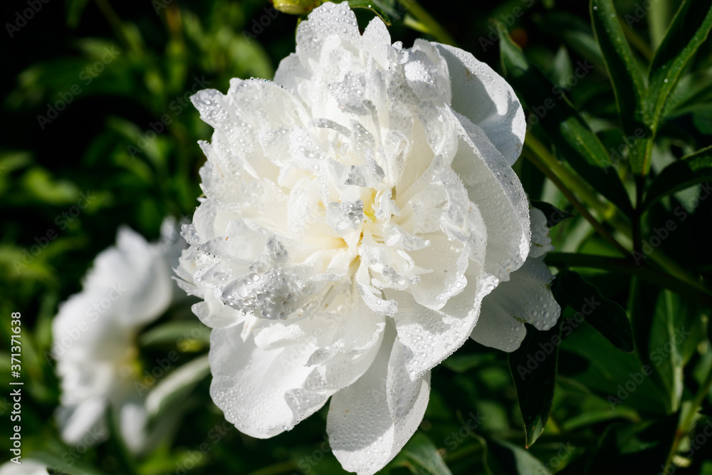 White peony flower with raindrops blooming in the garden. White peony flower with raindrops blooming in the garden.