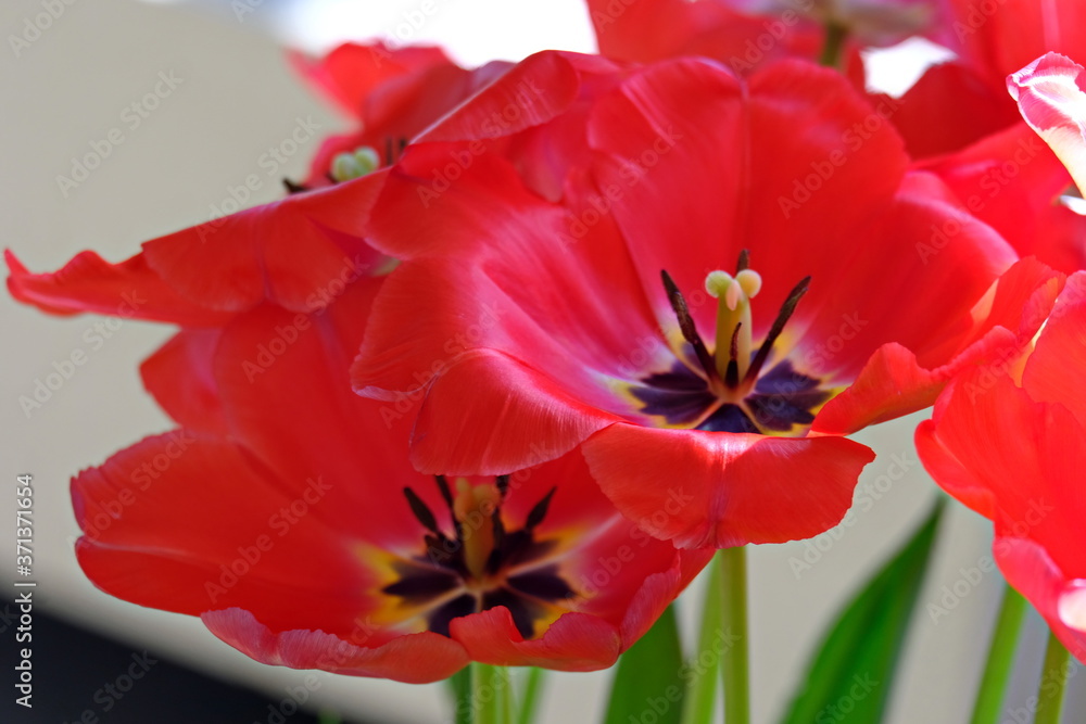 Beautiful Red Tulips, Darwin Hybrid Red Tulips in a flowerbed Beautiful Red Tulips, Darwin Hybrid Red Tulips in a flowerbed