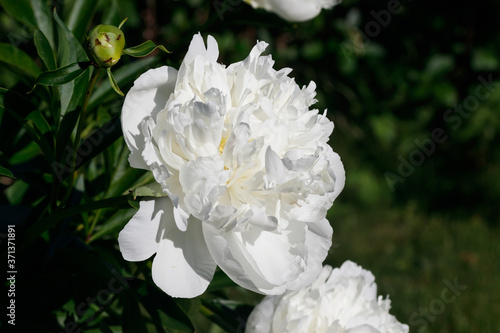 White peony flower blooming in the garden.