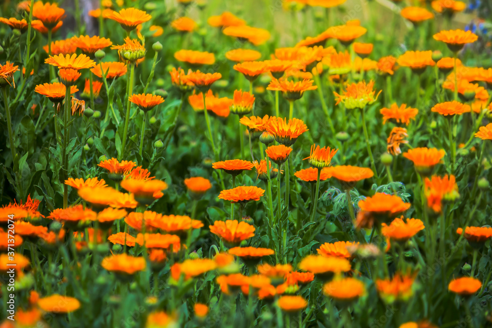 bright flowers of medicinal marigold in the meadow in the sunlight