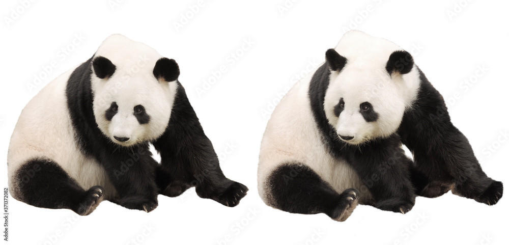 Obraz premium giant panda bear