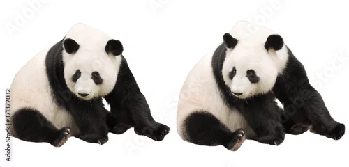 Fototapeta na wymiar giant panda bear