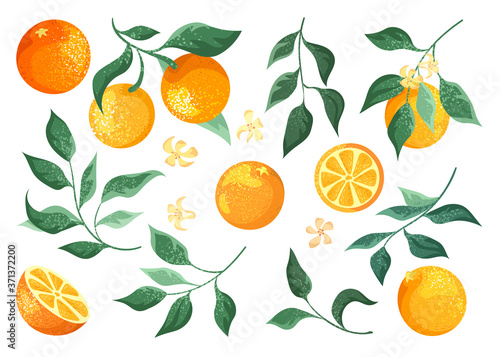 Collection of oranges fruits, branches and flowers on a white background. Vector clip art botanical illustration