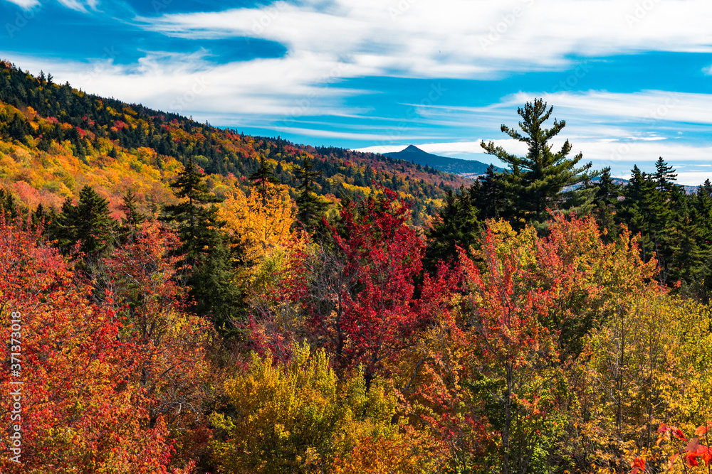 Fototapeta premium Hillside of Color