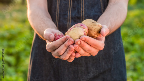 Farmer's hands with a few potatoes from the new crop
