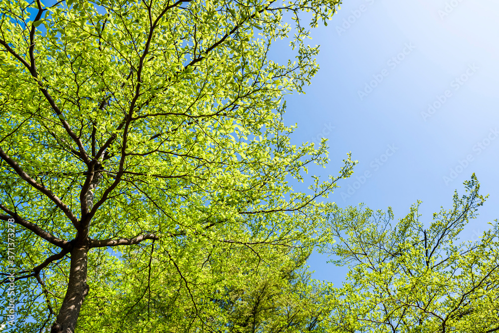 low angle view of green trees with the blue sky background low angle view of green trees with the blue sky background