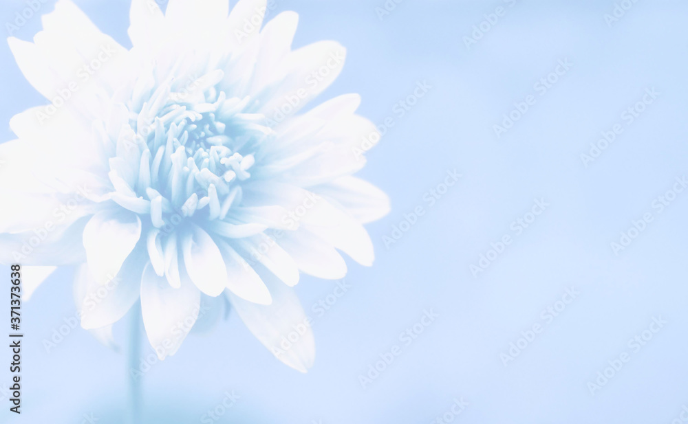 Obraz premium A soft artistic image with a beautiful large flower on a tinted blue blurred background.
