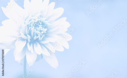 A soft artistic image with a beautiful large flower on a tinted blue blurred background.