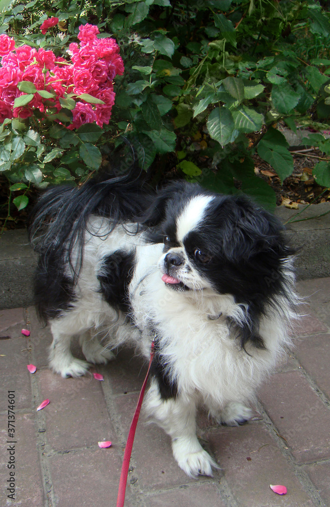 Dog japanese chin walk in the park