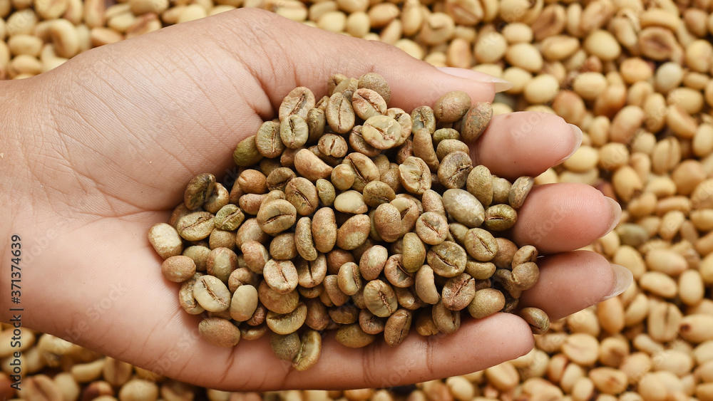 close up of green coffee beans on hand close up of green coffee beans on hand