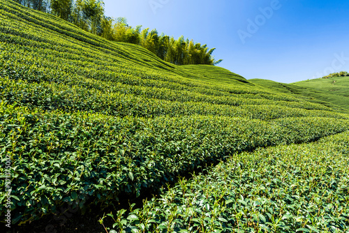 tea plantation in the mountaintop at Nantou  Taiwan.
