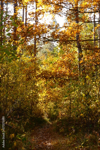 leśna jesienna ścieżka