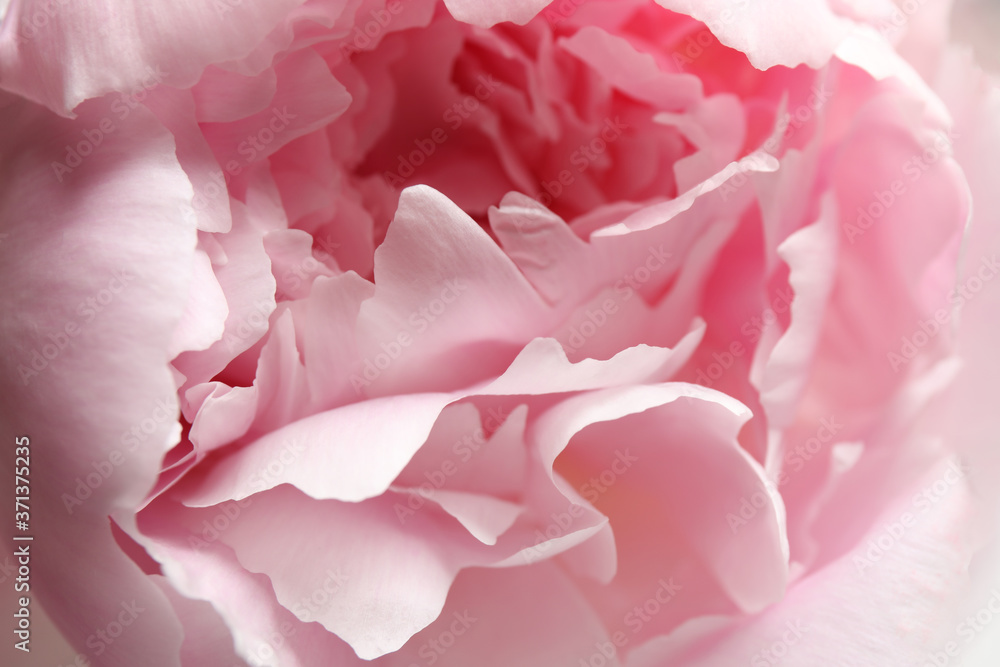 Closeup view of beautiful pink peony flower