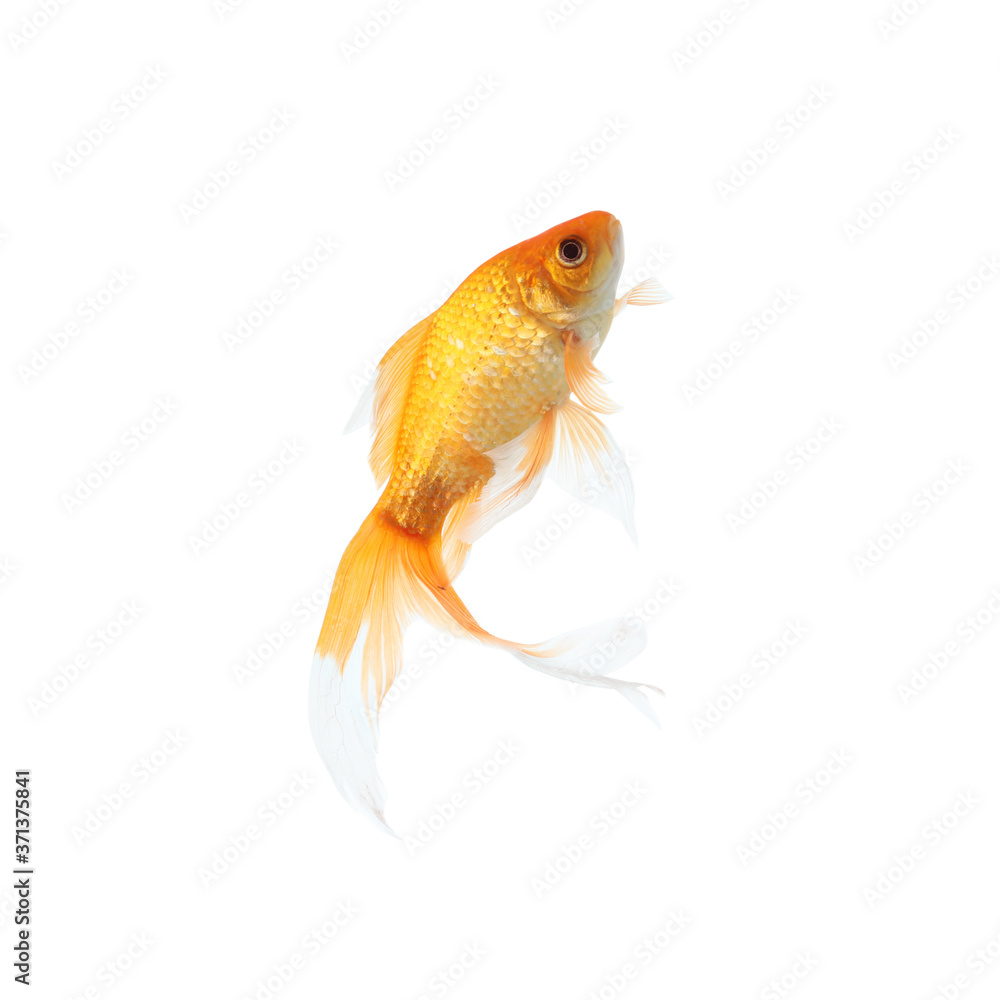 Beautiful bright small goldfish isolated on white Beautiful bright small goldfish isolated on white