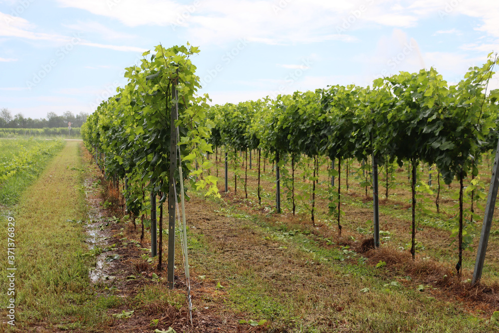 Water irrigation system in function on a  green vineyard on summer season in the italian countryside