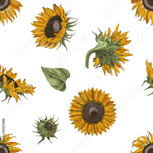 Hand drawn seamless pattern with sunflowers