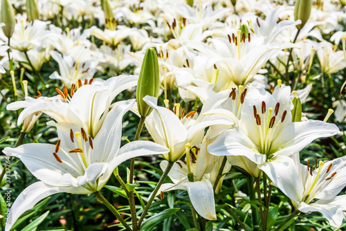 Photos white lily flowers in the garden, lily joop flowers, lilium oriental joop