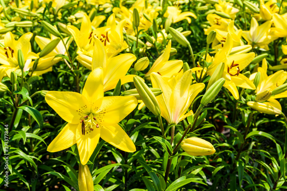 yellow lily flowers in the garden, lily joop flowers, lilium oriental joop. yellow lily flowers in the garden, lily joop flowers, lilium oriental joop.