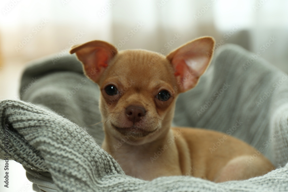 Cute Chihuahua puppy on blanket indoors. Baby animal