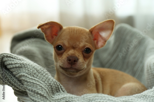 Cute Chihuahua puppy on blanket indoors. Baby animal