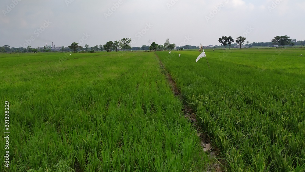 Rice field background in the afternoon.
Green rice plants in the afternoon. Rice field background in the afternoon.
Green rice plants in the afternoon.
