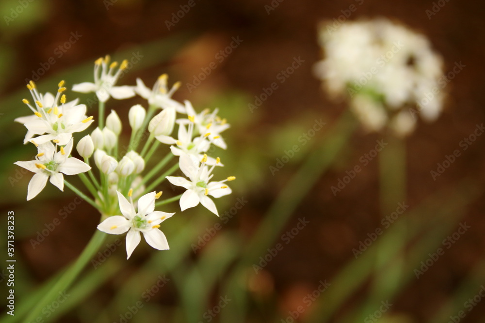 White flower of green onion or spring onion is blooming on branch and blur background. White flower of green onion or spring onion is blooming on branch and blur background.