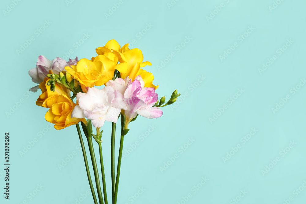 Beautiful blooming freesias on light blue background. Space for text