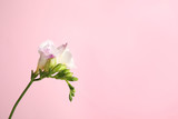 Beautiful tender freesia flower on pink background. Space for text