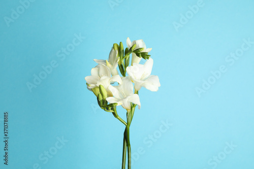 Beautiful freesia flowers on light blue background