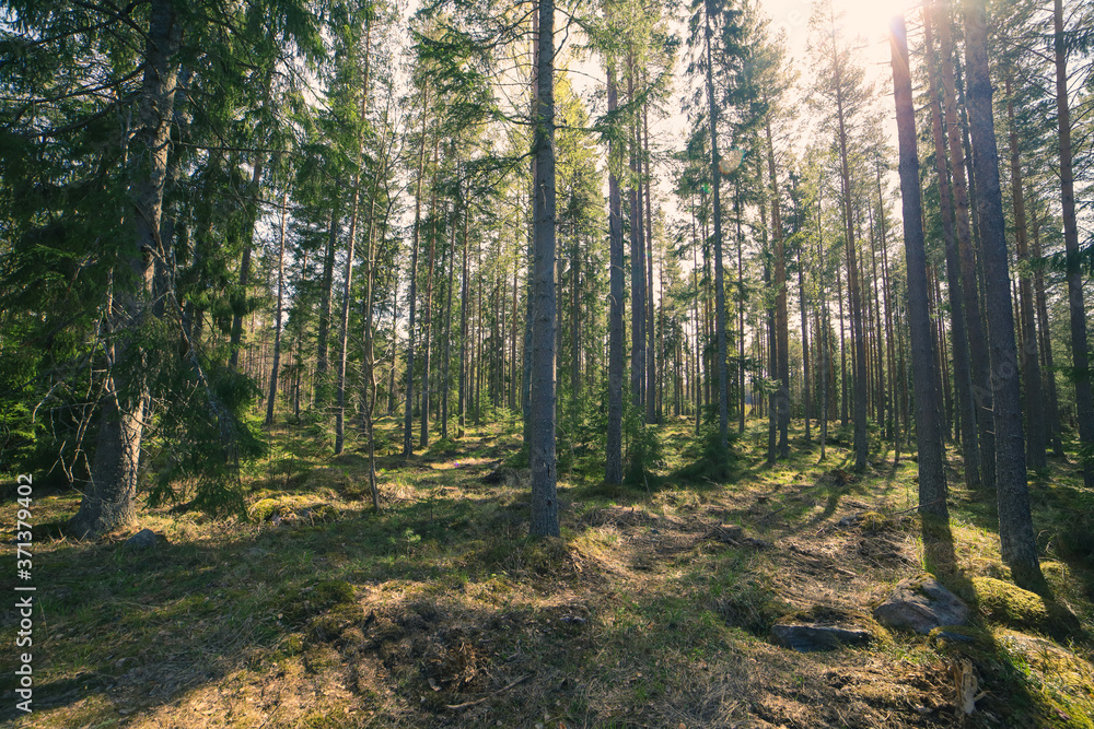 Obraz premium morning in the forest