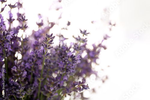 Beautiful lavender flowers on light background  closeup