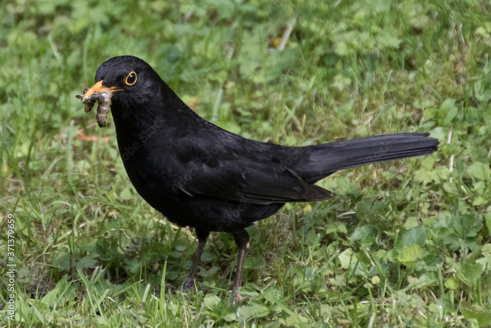 Amsel mit Wurm Amsel mit Wurm