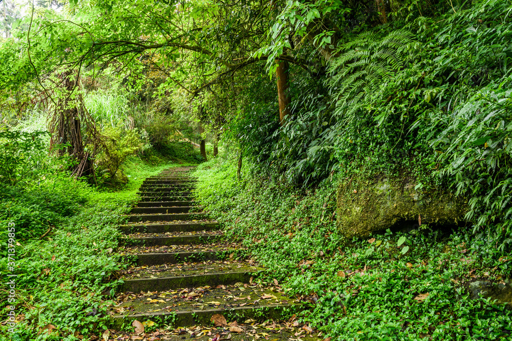 Forest stone trail in Nantou of Taiwan Forest stone trail in Nantou of Taiwan