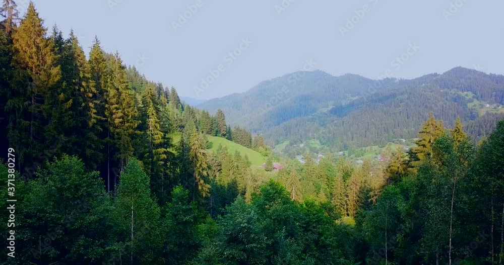 Summer forest in Carpathian Mountains Summer forest in Carpathian Mountains