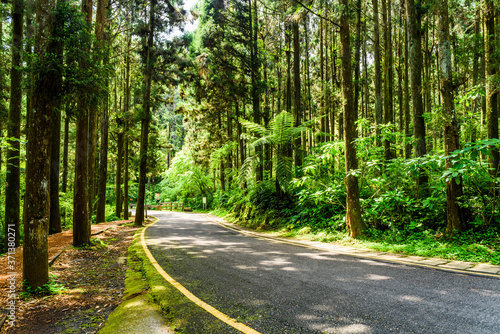 Winding road through the forest of Xitou Nature Education Area in Nantou, Taiwan.