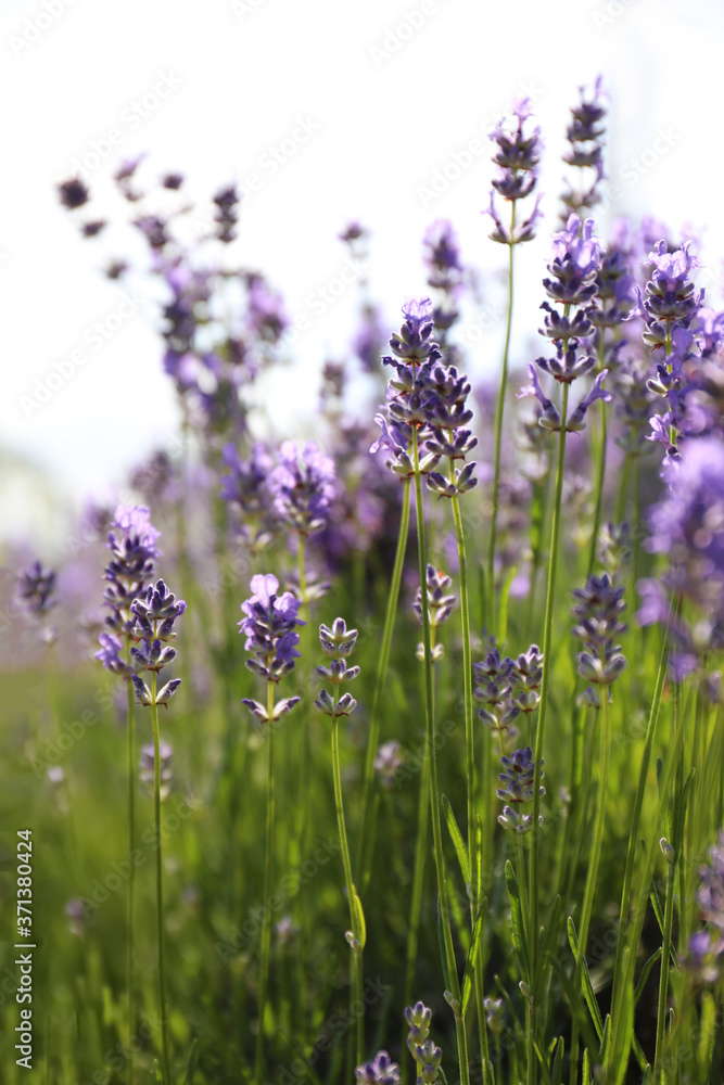 Obraz premium Beautiful blooming lavender field on summer day, closeup