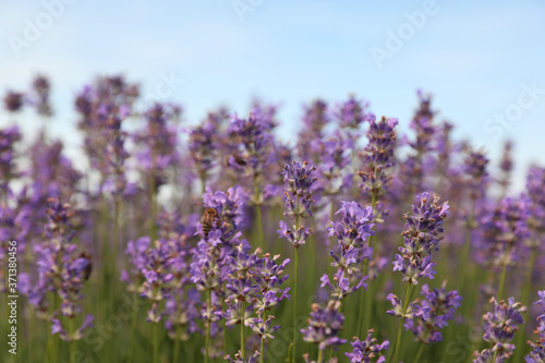 Beautiful blooming lavender field on summer day  closeup