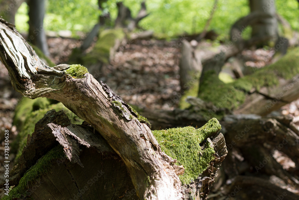 Bemooste Baumstämme und Naturwald Bemooste Baumstämme und Naturwald