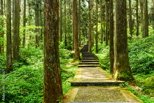 Fototapeta Naklejka Na Ścianę i Meble -  Stone stair in green in the forest