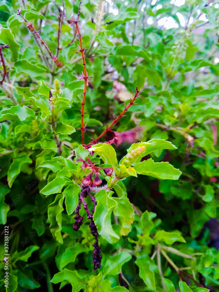 Tulsi also known as holy basil is a medicinal herb used in Ayurveda