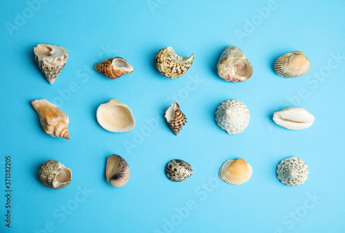 Different beautiful sea shells on light blue background, flat lay