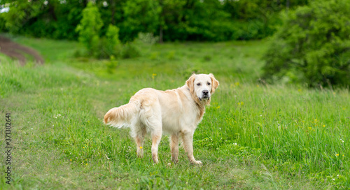 Cute golden retriever dog walking on green grass