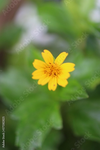 yellow flower on green background