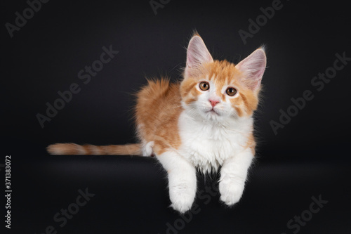 Cute red and white Maine Coon cat kitten, hanging with front paws over edge. Looking towards camera Isolated on black background. © Nynke