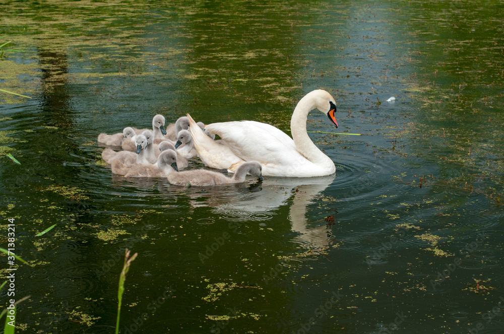 Fototapeta premium pair of swans with little swans