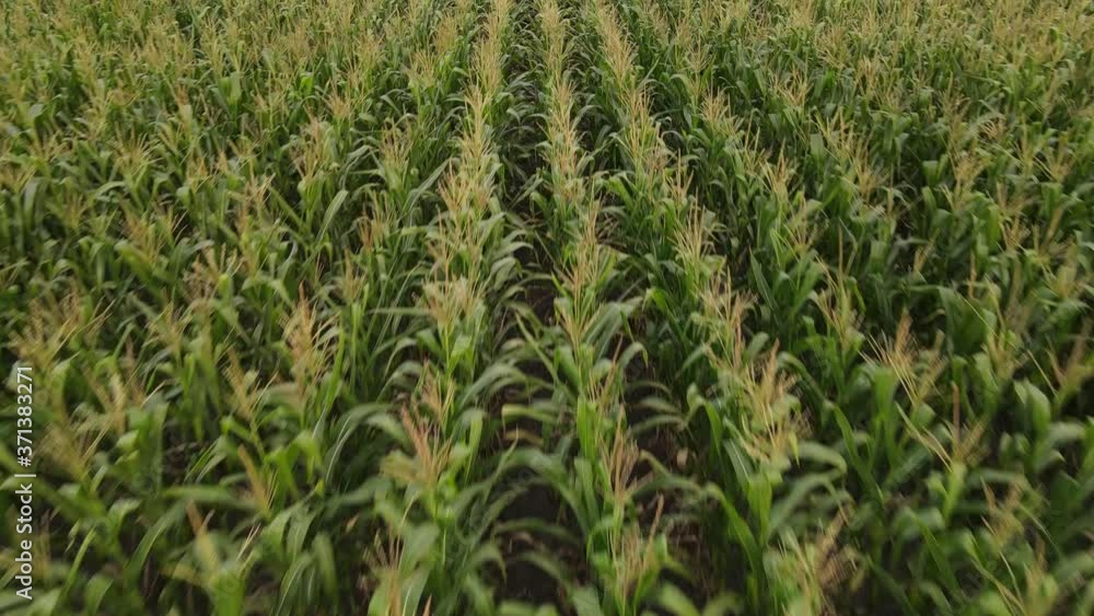 Drone view to the rows of corn in field. Drone view to the rows of corn in field.