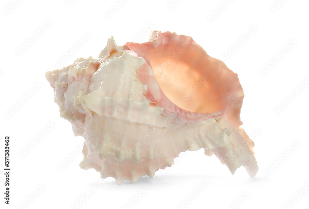Beautiful exotic sea shell isolated on white Beautiful exotic sea shell isolated on white