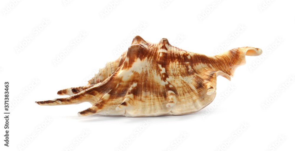 Beautiful exotic sea shell isolated on white Beautiful exotic sea shell isolated on white