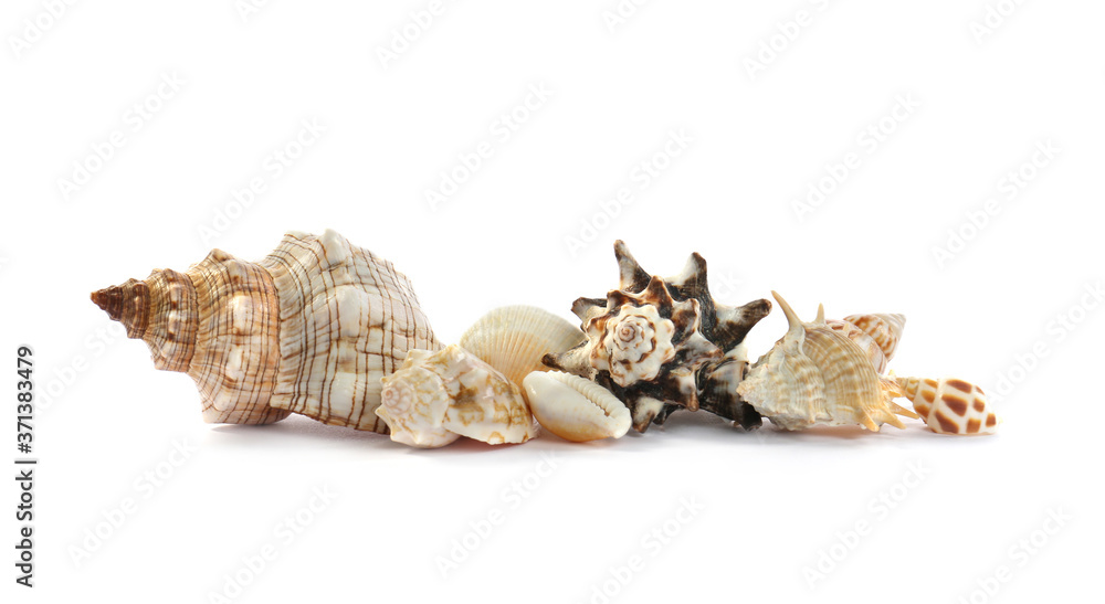 Beautiful exotic sea shells isolated on white